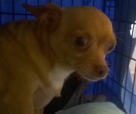 Chihuahua Dogs for adoption in Albion, RI, USA