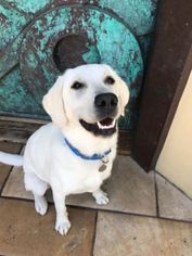 Labrador Retriever Dogs for adoption in Malibu, CA, USA