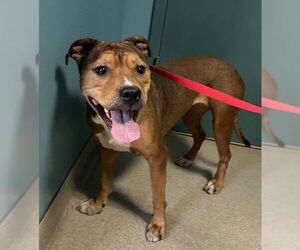 American Pit Bull Terrier Dogs for adoption in Newton, NC, USA
