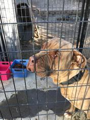 Mastiff Dogs for adoption in Colton, CA, USA