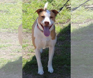Labrador Retriever-Staffordshire Bull Terrier Mix Dogs for adoption in Bandera, TX, USA
