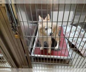 Siberian Husky Dogs for adoption in Denver, CO, USA