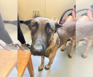 German Shepherd Dog-Unknown Mix Dogs for adoption in Rockwall, TX, USA