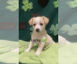 Chihuahua-Unknown Mix Dogs for adoption in Turlock, CA, USA