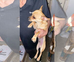 Chihuahua Dogs for adoption in New Orleans, LA, USA
