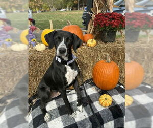 Mutt Dogs for adoption in Bridgewater, NJ, USA