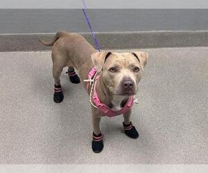 American Pit Bull Terrier-Unknown Mix Dogs for adoption in Las Vegas, NV, USA