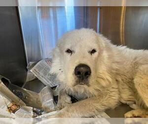 Great Pyrenees Dogs for adoption in Downey, CA, USA