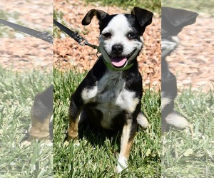 Pug Dogs for adoption in Palo Alto, CA, USA