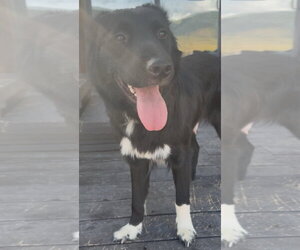 Border Collie-Unknown Mix Dogs for adoption in Tabernash, CO, USA