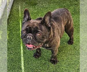 French Bulldog Dogs for adoption in Camarillo, CA, USA