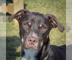 Doberman Pinscher-Greyhound Mix Dogs for adoption in Huntley, IL, USA