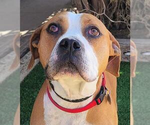 Boxer Dogs for adoption in Albuquerque, NM, USA