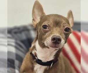 Chihuahua Dogs for adoption in Easton, PA, USA