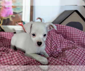 Medium Photo #1 Chiweenie Puppy For Sale in Fresno, CA, USA