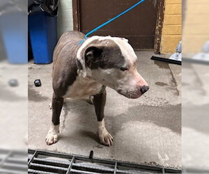 Mutt Dogs for adoption in Stockton, CA, USA