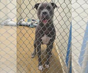 Mutt Dogs for adoption in Anchorage, AK, USA