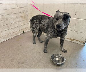 Mutt Dogs for adoption in San Bernardino, CA, USA