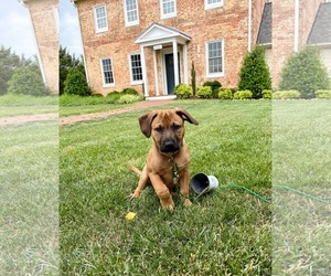 Labrador Retriever-Unknown Mix Dogs for adoption in Derwood, MD, USA