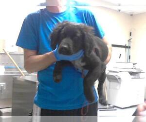 Labrador Retriever-Unknown Mix Dogs for adoption in Fayetteville, NC, USA