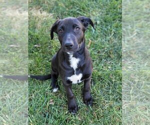 Sheprador Dogs for adoption in Des Moines, IA, USA