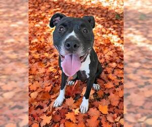 Staffordshire Bull Terrier-Unknown Mix Dogs for adoption in Brighton, CO, USA