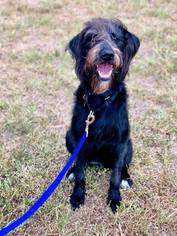 Labradoodle Dogs for adoption in Longview, TX, USA