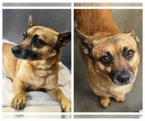 Chihuahua-Unknown Mix Dogs for adoption in Santa Cruz, CA, USA