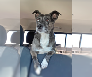 Catahoula Leopard Dog Dogs for adoption in Queen Creek, AZ, USA