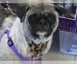 Pom-A-Pug Dogs for adoption in Irvine, CA, USA