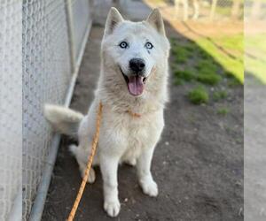 Siberian Husky Dogs for adoption in Modesto, CA, USA