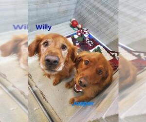 Golden Retriever Dogs for adoption in Detroit Lakes, MN, USA