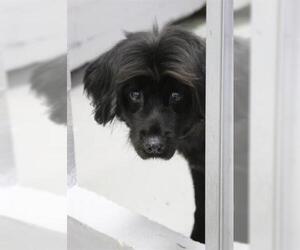 Spanador Dogs for adoption in Augusta, GA, USA