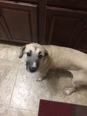 Anatolian Shepherd-Unknown Mix Dogs for adoption in Silver Spring, MD, USA