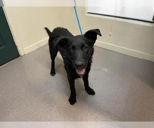 Chesapeake Bay Retriever-Unknown Mix Dogs for adoption in Pasadena, CA, USA