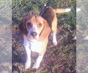 Beagle Dogs for adoption in Ceres, VA, USA