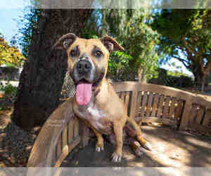 Medium Photo #1 American Pit Bull Terrier-Unknown Mix Puppy For Sale in Santa Barbara, CA, USA