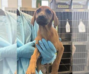 Labrador Retriever-Unknown Mix Dogs for adoption in San Antonio, TX, USA