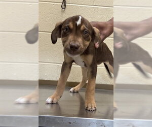 Labrador Retriever-Unknown Mix Dogs for adoption in Texas City, TX, USA