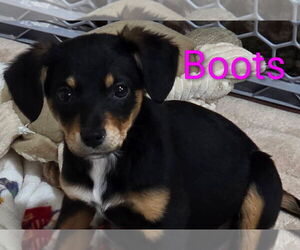 Chihuahua-Unknown Mix Dogs for adoption in Wakefield, RI, USA