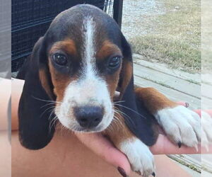 Bagle Hound Dogs for adoption in Dunnellon, FL, USA