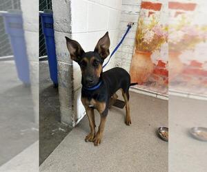 Doberman Pinscher-German Shepherd Dog Mix Dogs for adoption in San Bernardino, CA, USA