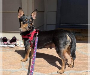 Chihuahua-Unknown Mix Dogs for adoption in Concord , CA, USA
