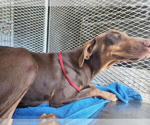 Doberman Pinscher Dogs for adoption in Bakersfield, CA, USA
