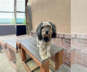 Miniature Schnauzer-Silky Terrier Mix Dogs for adoption in Frisco, CO, USA