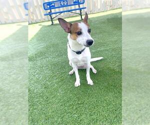 Mutt Dogs for adoption in Naples, FL, USA
