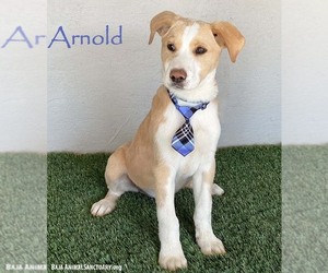 Beagle-Unknown Mix Dogs for adoption in San Diego, CA, USA