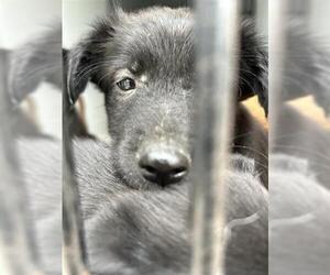 Labrador Retriever-Unknown Mix Dogs for adoption in Houston, TX, USA