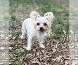 Mutt Dogs for adoption in Greenville, SC, USA