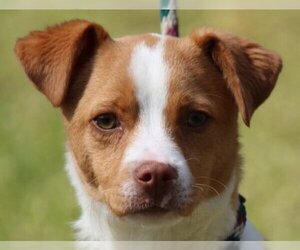 Beagi Dogs for adoption in Yardley, PA, USA